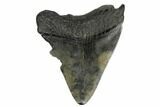 Fossil Megalodon Tooth - South Carolina #180927-1